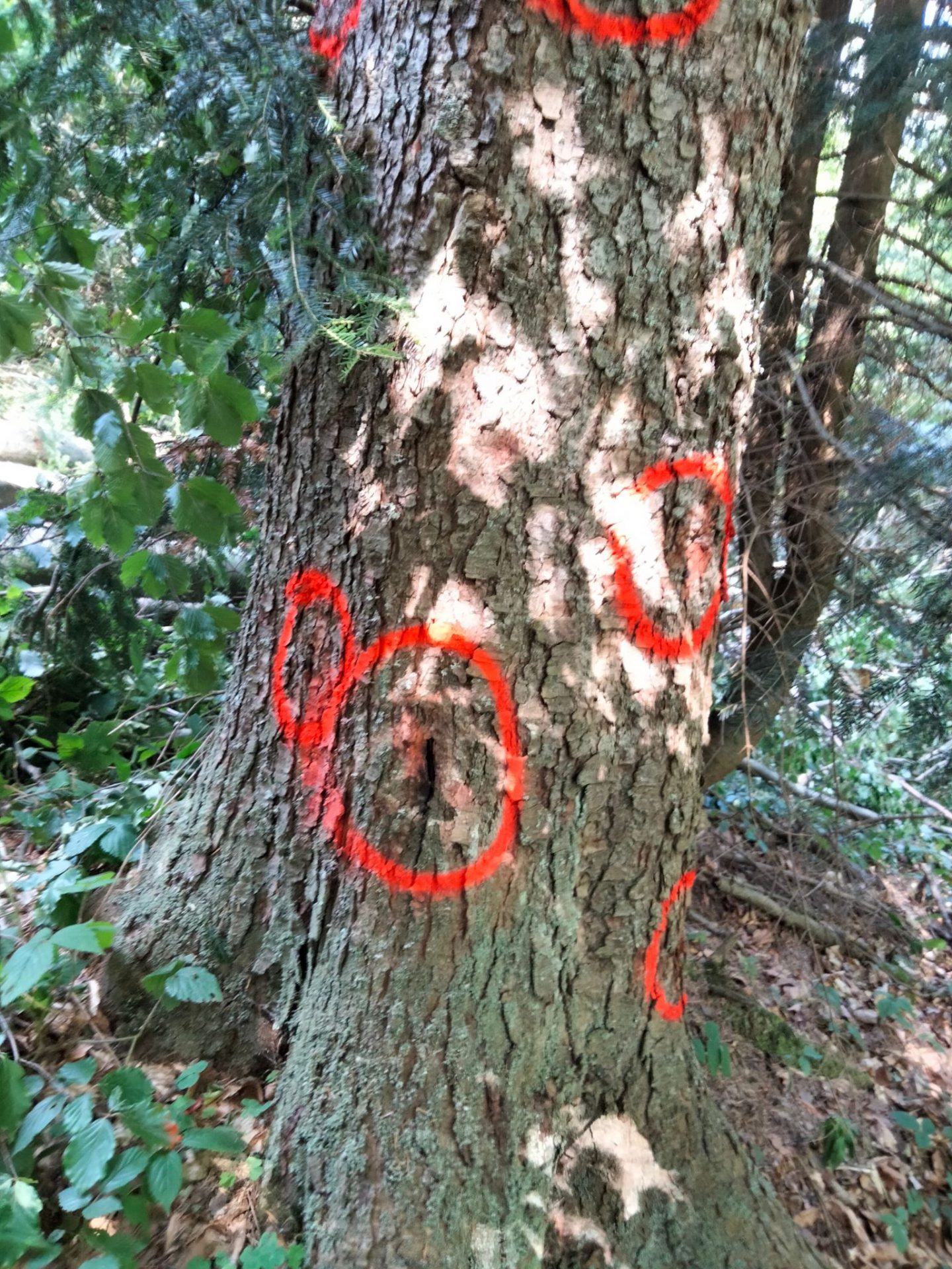 Kolejny zamach ekoterrorystów